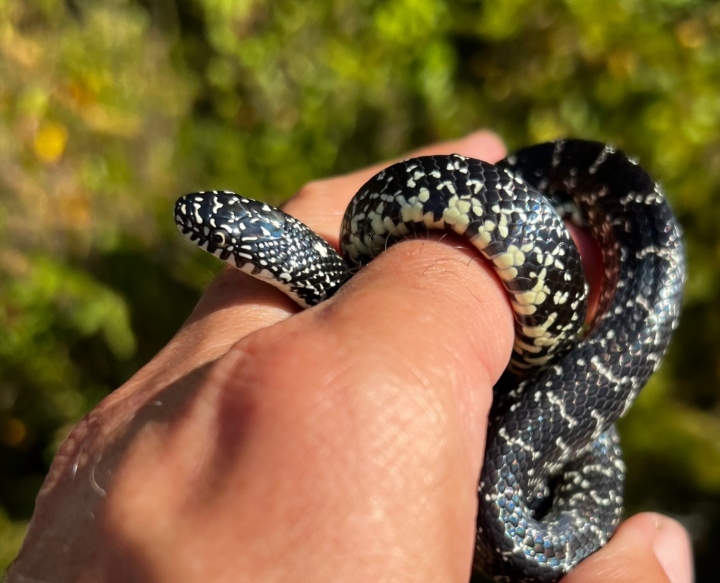 Eastern Black Kingsnake